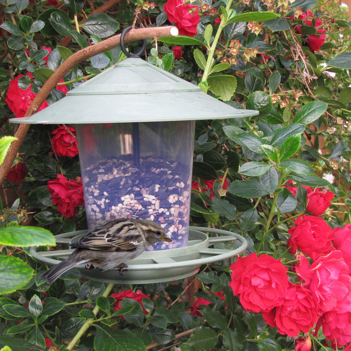 Eco Beacon Bird Feeder