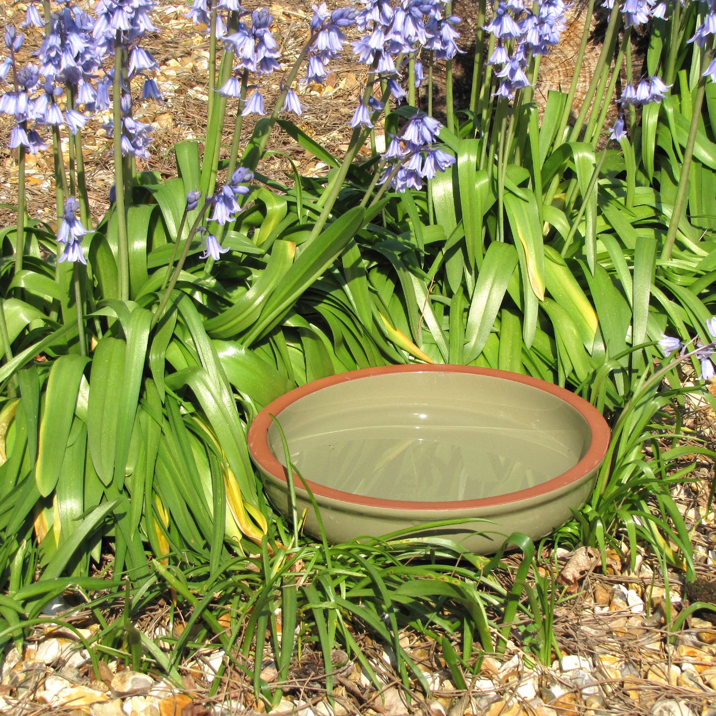 Green Dipper Bird Bath - No Birds