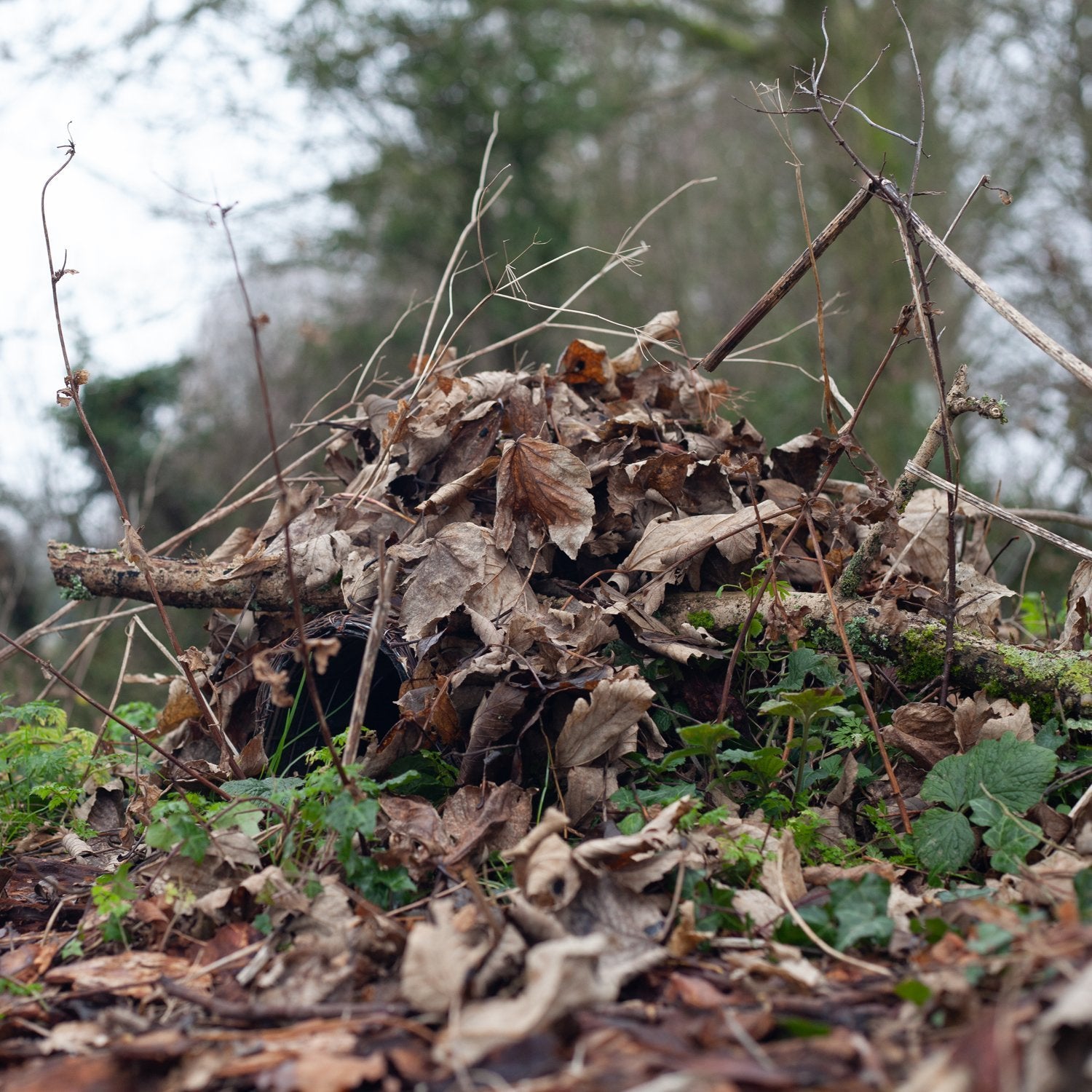 Hedgehog Shelter outside in cover