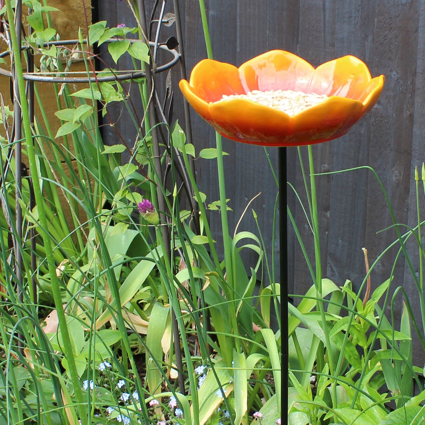 Wild Poppy bird drinker (seconds stock)