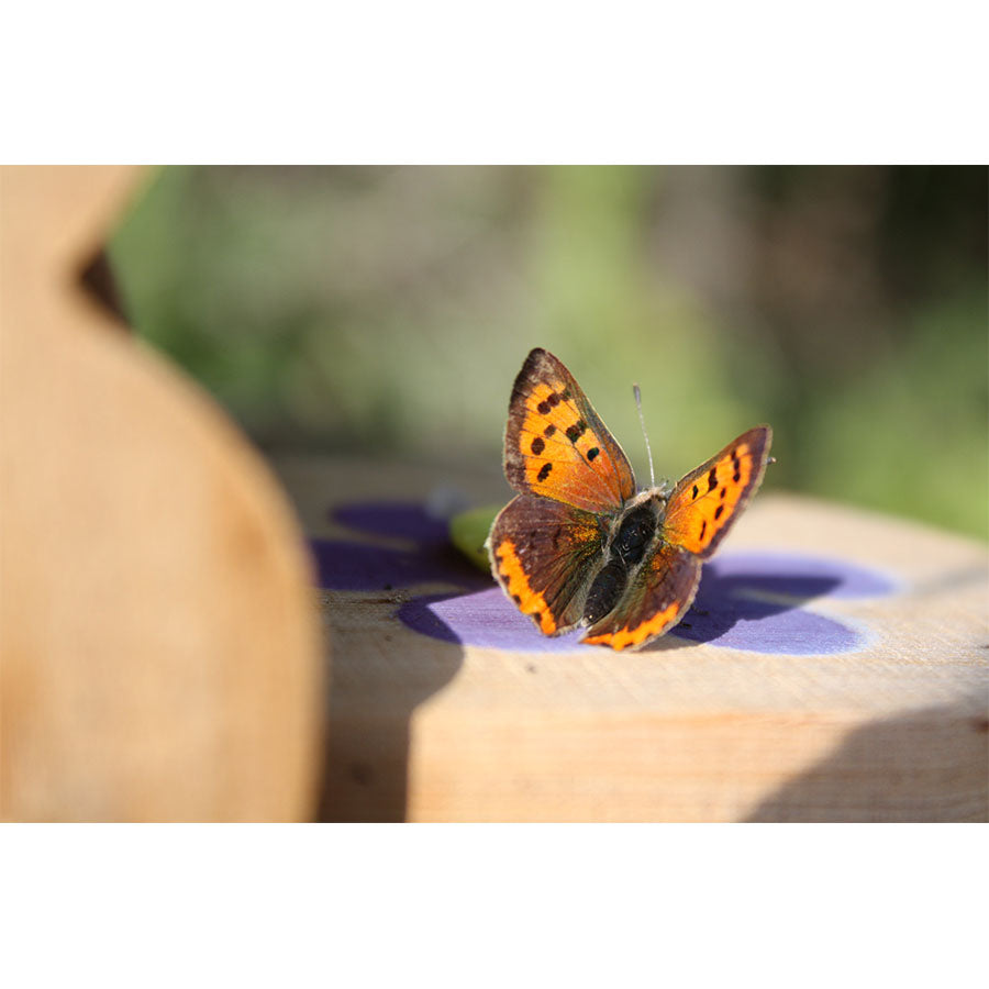 Butterfly and Insect Habitat and Feeder Assorted Stock - End of line
