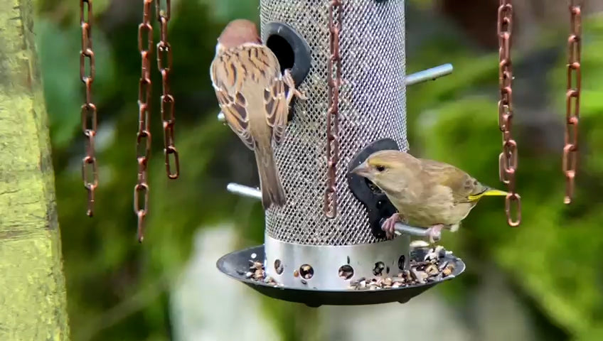 Simon King Medusa Feeder Defender - A Bird feeder Protector