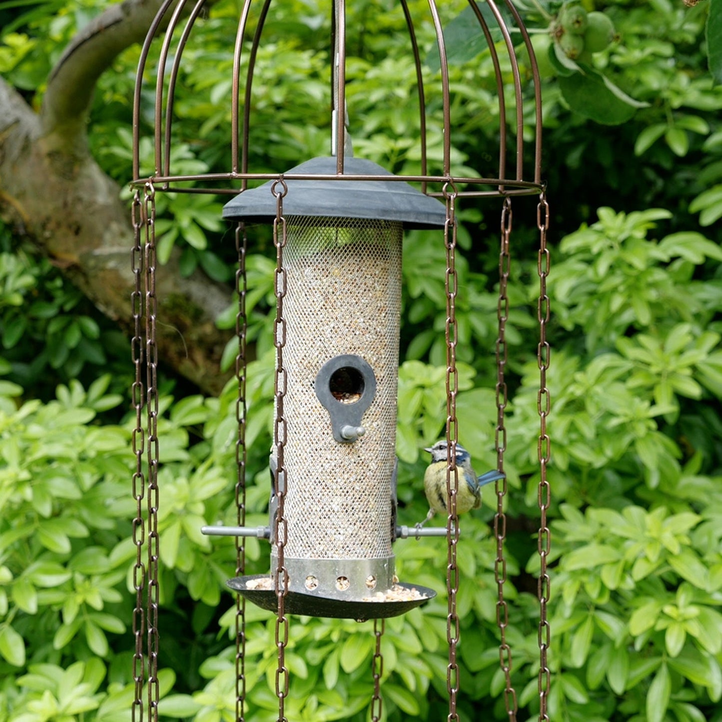 Simon King Medusa Feeder Defender - A Bird feeder Protector