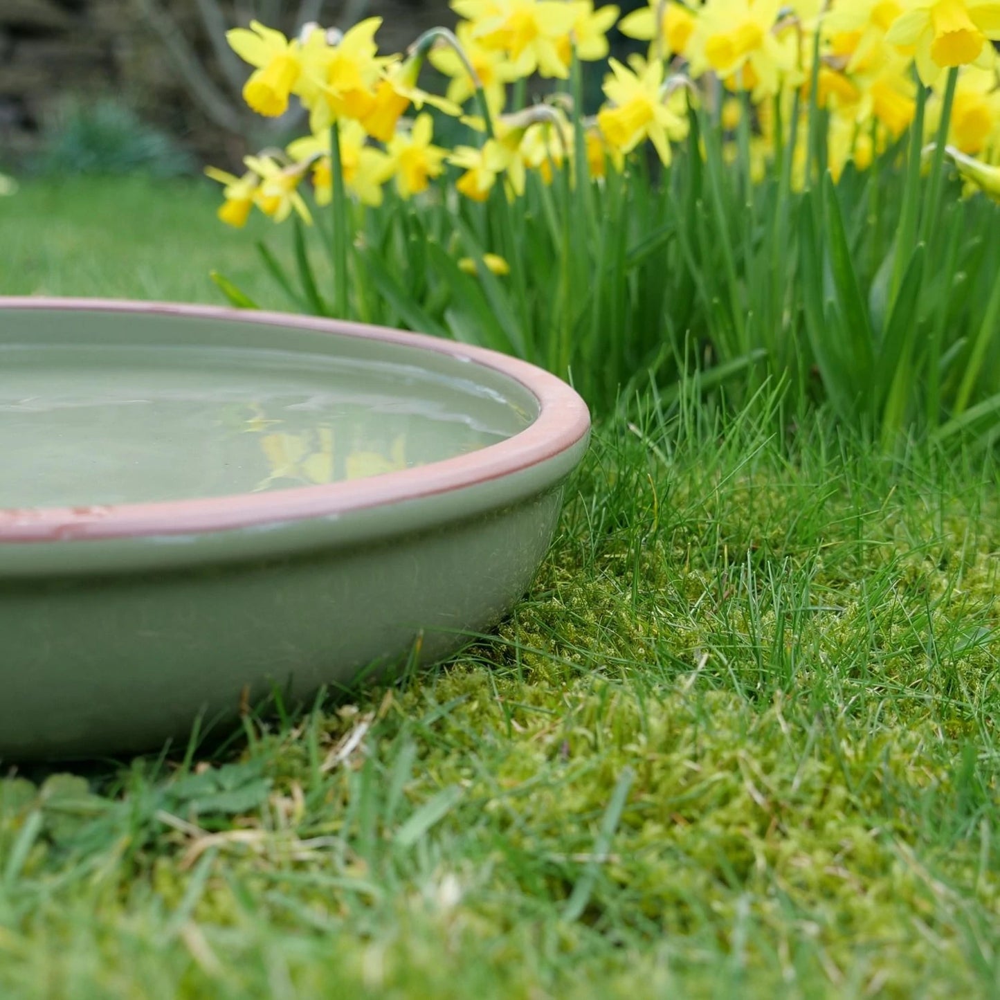 Green Dipper Bird Bath - No Birds