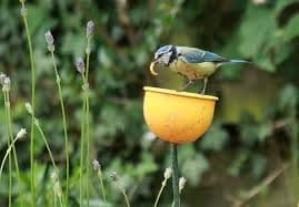 Colour Cup Feeder  - Yellow - End of line