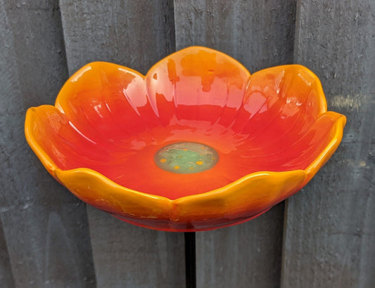 Wild Poppy bird drinker (seconds stock)
